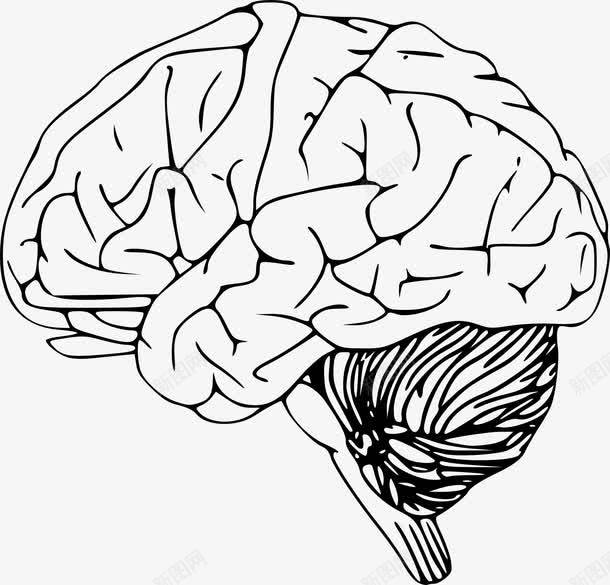 人类的大脑png免抠素材_新图网 https://ixintu.com 人类的大脑 科学 脑 解剖