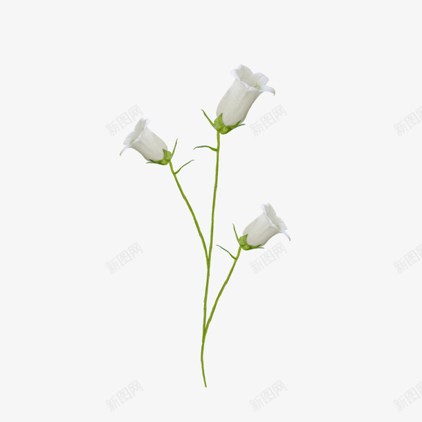 白色花朵png免抠素材_新图网 https://ixintu.com 白色花 白色花朵 花儿 花朵