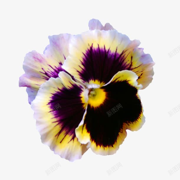 花卉图案背景png免抠素材_新图网 https://ixintu.com 唯美花卉图片 手绘花朵 手绘鲜花 手绘鲜花素材 抽象花朵 植物花卉 植物花卉素材 鲜花相框