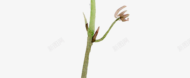 水彩的花蕾png免抠素材_新图网 https://ixintu.com 植物 紫色 花朵