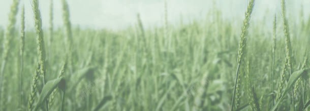原野绿意草地风景jpg设计背景_新图网 https://ixintu.com 原野 绿意 草地 风景