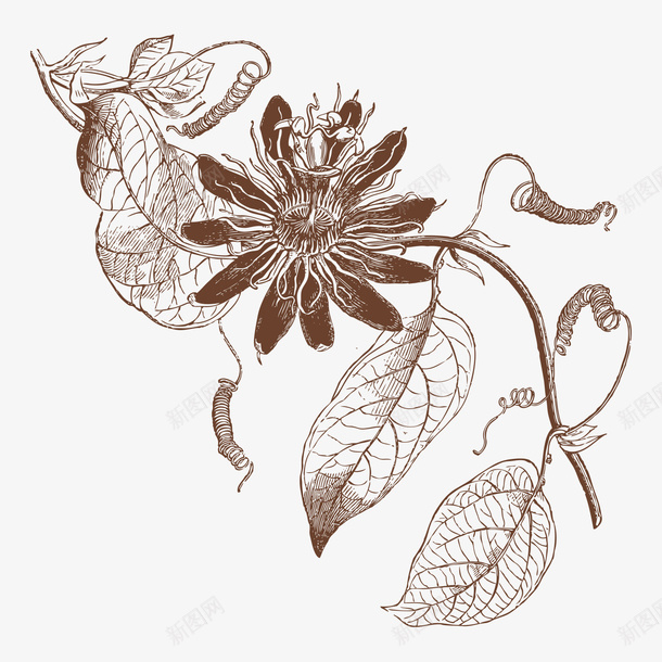 手绘素描绘画花卉叶子png免抠素材_新图网 https://ixintu.com 叶子 手绘 素描 绘画 花卉