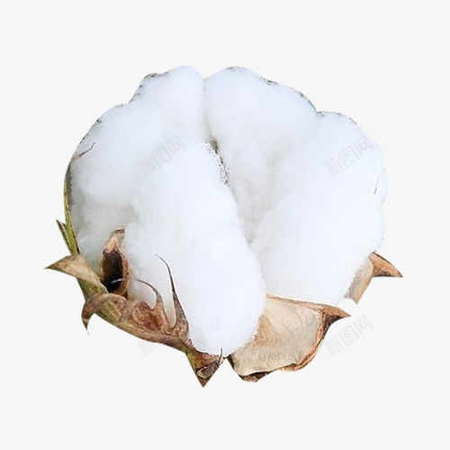 一朵洁白精梳棉棉花png免抠素材_新图网 https://ixintu.com 一朵 一朵洁白精梳棉棉花图片素材免费下载 棉花 洁白 精梳棉 精梳棉棉花