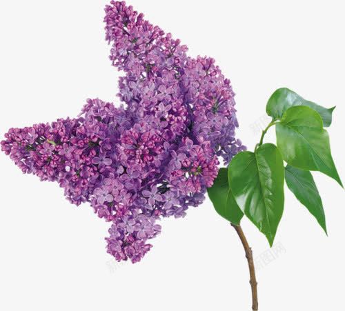 丁香花朵png免抠素材_新图网 https://ixintu.com 紫花 绿叶 花卉 花朵 野花
