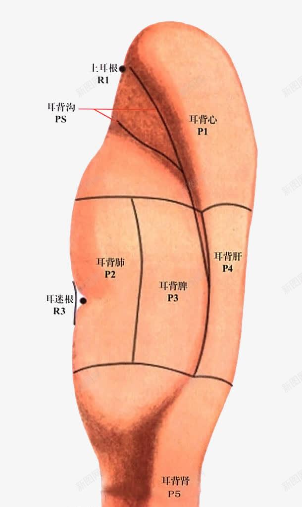 人体耳朵穴位图png免抠素材_新图网 https://ixintu.com 中医 人体 人体穴位 人耳朵 养生 穴位图 耳朵