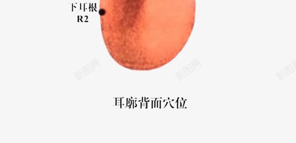 人体耳朵穴位图png免抠素材_新图网 https://ixintu.com 中医 人体 人体穴位 人耳朵 养生 穴位图 耳朵