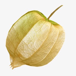 菇娘水果png免抠素材_新图网 https://ixintu.com 水果 素材