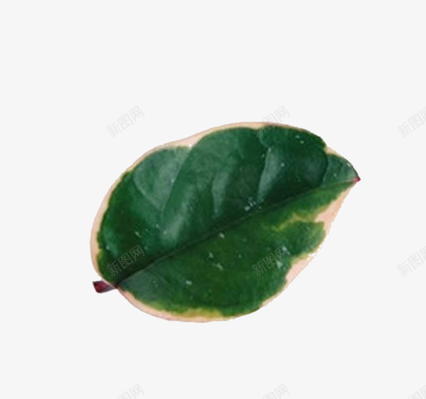 一片绿色树叶8png免抠素材_新图网 https://ixintu.com 一片 树叶 素材 绿色