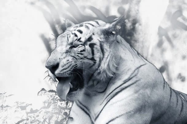 凶猛的白虎png免抠素材_新图网 https://ixintu.com 凶猛的白虎 动物 动物世界 动物摄影 四圣兽 白虎 老虎 野生动物