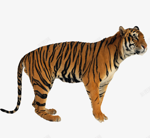 老虎猛虎png免抠素材_新图网 https://ixintu.com 图片 猛虎 老虎 老虎猛虎图片素材免费下载