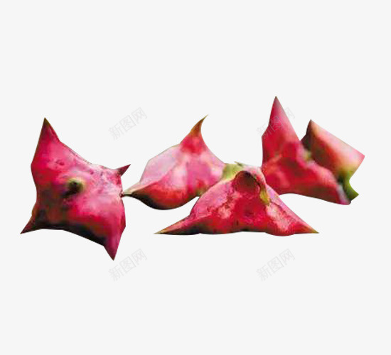 红色红菱png免抠素材_新图网 https://ixintu.com 果实 植物 水生草本 红色 红色红菱图片素材免费下载 红菱