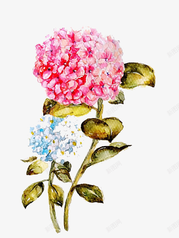 水彩鲜花png免抠素材_新图网 https://ixintu.com 卡通 手绘 水彩 装饰 鲜花