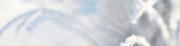 淘宝唯美白色花系bannerjpg设计背景_新图网 https://ixintu.com banner 唯美 淘宝 白色 花系