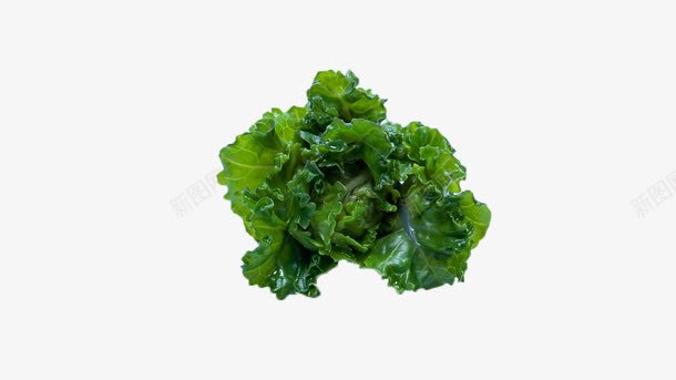 生菜png免抠素材_新图网 https://ixintu.com 果蔬 素菜 绿色 食材