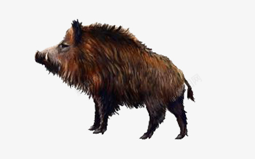 獠牙的野公猪png免抠素材_新图网 https://ixintu.com 产品实物 动物 山猪 很色 猪 獠牙 野猪
