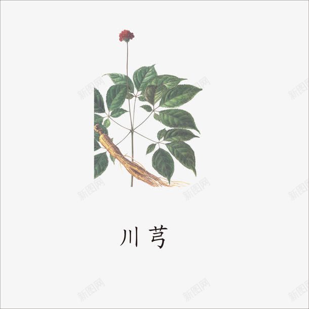 川芎png免抠素材_新图网 https://ixintu.com 中药 本草纲目 草药 药材