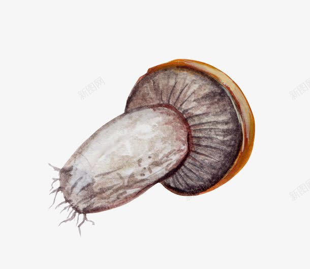 歪倒的蘑菇png免抠素材_新图网 https://ixintu.com 植物 水果蔬菜 菌类 蔬菜 蘑菇 食物 香菇