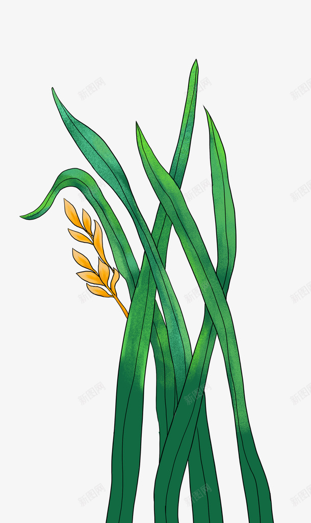 水稻插画手绘png免抠素材_新图网 https://ixintu.com 农产品 插画水稻 水稻手绘 绿色植物