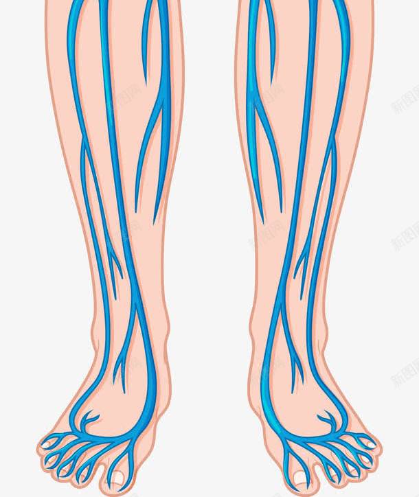 人体腿部血管png免抠素材_新图网 https://ixintu.com 人体 人体器官 人体躯干 人的肢体 卡通人体 卡通肢体 器官 四肢 蓝色血管 躯体