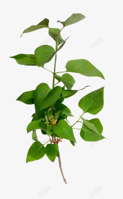 浪漫绿色植物png免抠素材_新图网 https://ixintu.com 浪漫 素材 绿色植物