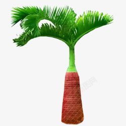 一株椰子树叶素材
