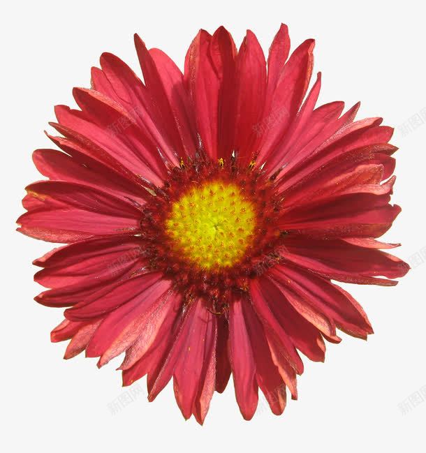 抽象花朵鲜花边框png免抠素材_新图网 https://ixintu.com 卡通鲜花素材 背景元素 花卉图案 花卉图案素材 花朵海报背景 鲜花元素 鲜花海报背景