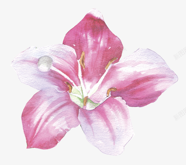 粉色花朵png免抠素材_新图网 https://ixintu.com 彩绘花 彩绘花卉 手绘 手绘植物花卉 手绘花 粉色花朵 花卉装饰 花朵手绘