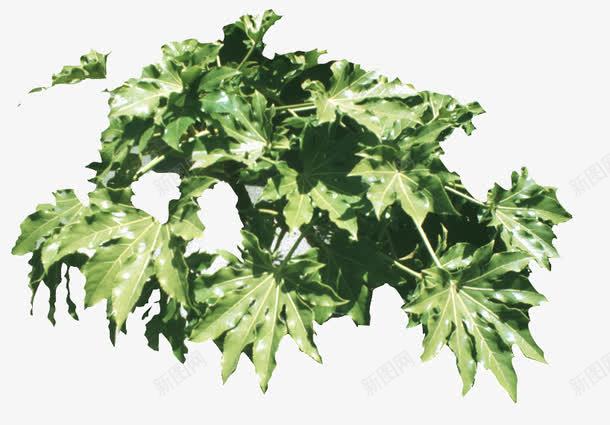 景观风景树灌木傅氏蕨png免抠素材_新图网 https://ixintu.com 傅氏蕨 树叶 植物 灌木