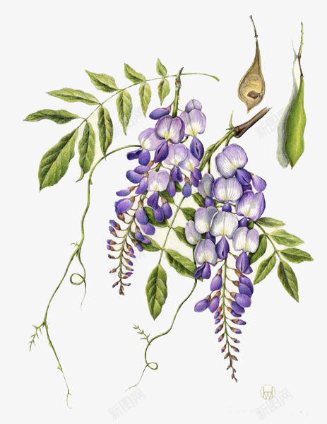 紫色花朵png免抠素材_新图网 https://ixintu.com 创意花朵 树叶 紫色小花 绿色叶片