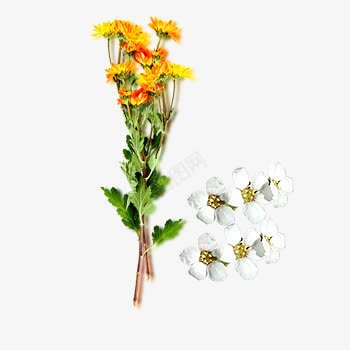 一束鲜花png免抠素材_新图网 https://ixintu.com 白色 花朵 花梗 黄色