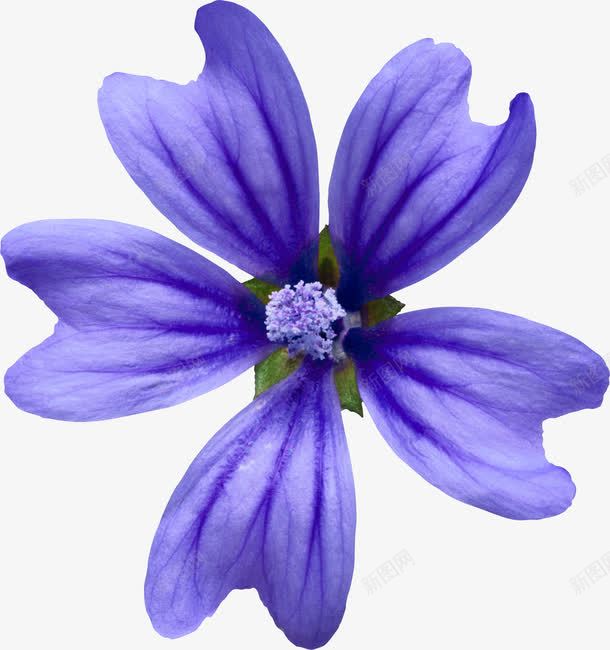 抽象花朵卡通鲜花png免抠素材_新图网 https://ixintu.com 创意花卉图片 手绘花朵 手绘花朵图片 背景 背景素材 花朵 花朵图片 花束图片 鲜花花卉