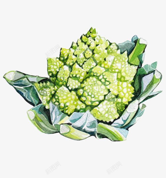 水彩菜花png免抠素材_新图网 https://ixintu.com 绿色菜花 菜花免扣元素 西蓝花 食材 食物