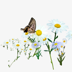 小清新花朵花卉蝴蝶图案素材