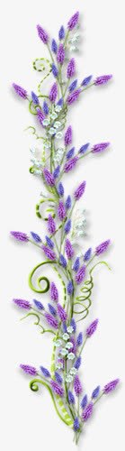薰衣草png免抠素材_新图网 https://ixintu.com 紫色 花朵 薰衣草