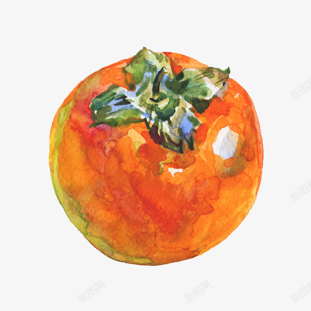 成熟柿子水彩插画png免抠素材_新图网 https://ixintu.com 免抠PNG 成熟柿子水彩插画 新鲜柿子 新鲜水果 果实 红柿子