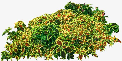 唯美花卉植物花朵png免抠素材_新图网 https://ixintu.com 唯美 抽象鲜花图片 植物花卉 背景 鲜花 鲜花psd 鲜花元素
