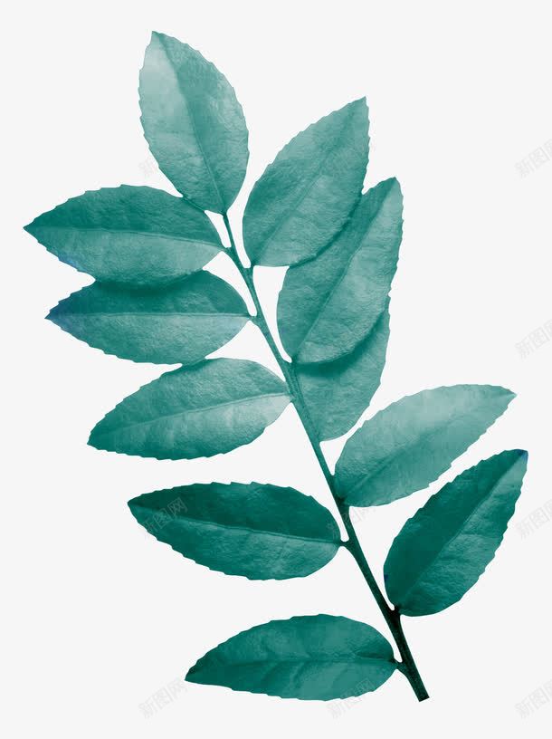 魔幻背景植物树叶png免抠素材_新图网 https://ixintu.com 叶子 叶片 暗黑图片 树叶 绿色 魔幻素材