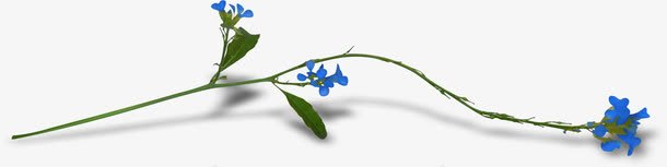 魁首一枝花png免抠素材_新图网 https://ixintu.com 七叶 兰花 植物 清幽 湛蓝 花卉 装饰花