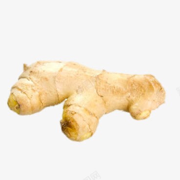 原生态生姜png免抠素材_新图网 https://ixintu.com png图片 产品实物 免费png元素 免费png素材 农产品 有机 生姜