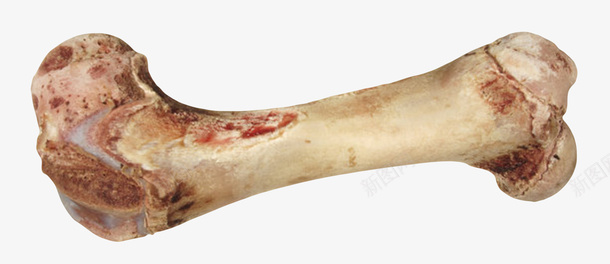 生鲜肉类羊肉骨头实物png免抠素材_新图网 https://ixintu.com 免扣 免费下载 动物骨头 羊肉 羊骨头 食物 骨头