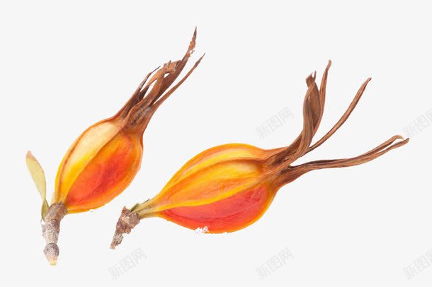 黄色干花png免抠素材_新图网 https://ixintu.com 复古干花 干枯 干花 果实 植物 花卉 黄色