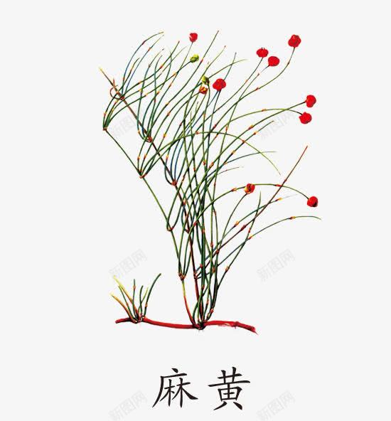 麻黄草药png免抠素材_新图网 https://ixintu.com 中药 免抠 免费下载 麻黄