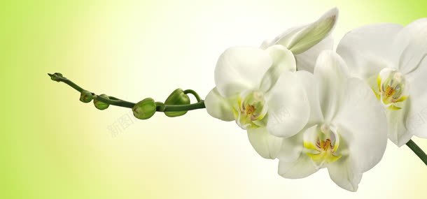 花语背景jpg设计背景_新图网 https://ixintu.com 水果 淘宝背景 花朵 花语