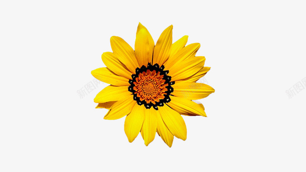 春天黄色向日葵花朵一朵花png免抠素材_新图网 https://ixintu.com 一朵花 向日葵 春天 花朵 黄色