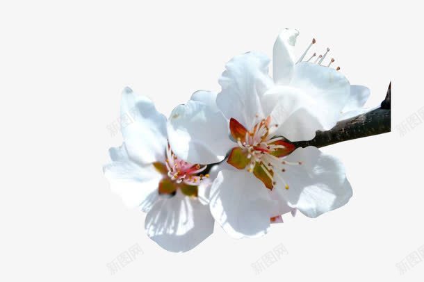 一枝梨花png免抠素材_新图网 https://ixintu.com 梨花 梨花素材 白色梨花 花卉 花朵