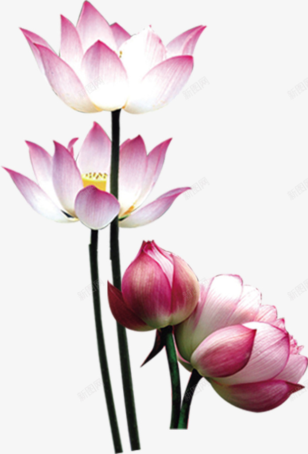 花荷花粉色淘宝psd免抠素材_新图网 https://ixintu.com 花荷花粉色淘宝素材