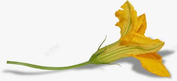 一朵枯萎的黄花png免抠素材_新图网 https://ixintu.com 植物 花朵 花瓣 黄色