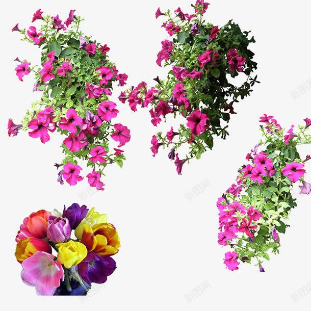 花丛几簇花丛png免抠素材_新图网 https://ixintu.com 花丛