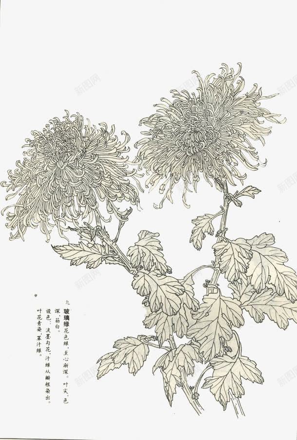 母菊简笔画免费png免抠素材_新图网 https://ixintu.com 工笔画 母菊 素材 花卉