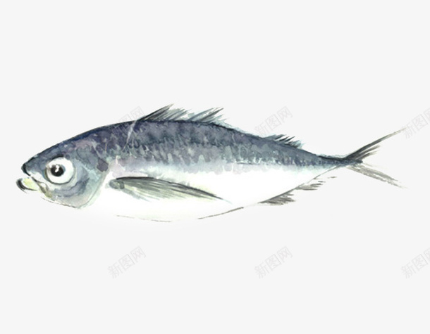 水彩画鱼png免抠素材_新图网 https://ixintu.com 小鱼 水黑画鱼 食品鱼